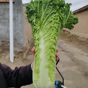 秋绿60白菜