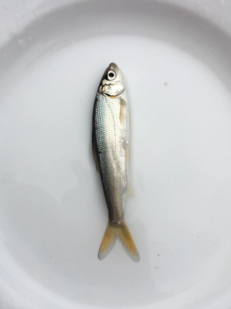 黄尾鱼苗一斤60～100条，渔车送货上门