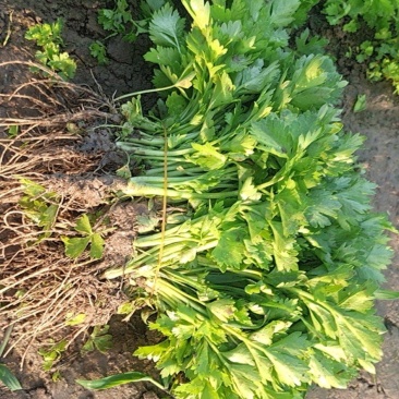 芹菜苗皇后西芹苗山东芹菜苗量大从优欢迎来电咨询