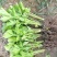 芹菜苗皇后西芹苗山东芹菜苗量大从优欢迎来电咨询