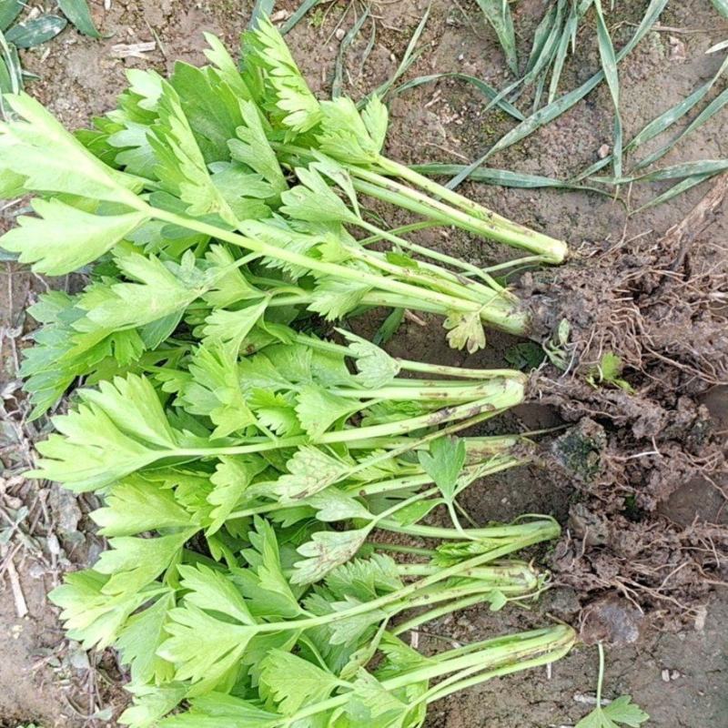 芹菜苗皇后西芹苗山东芹菜苗量大从优欢迎来电咨询