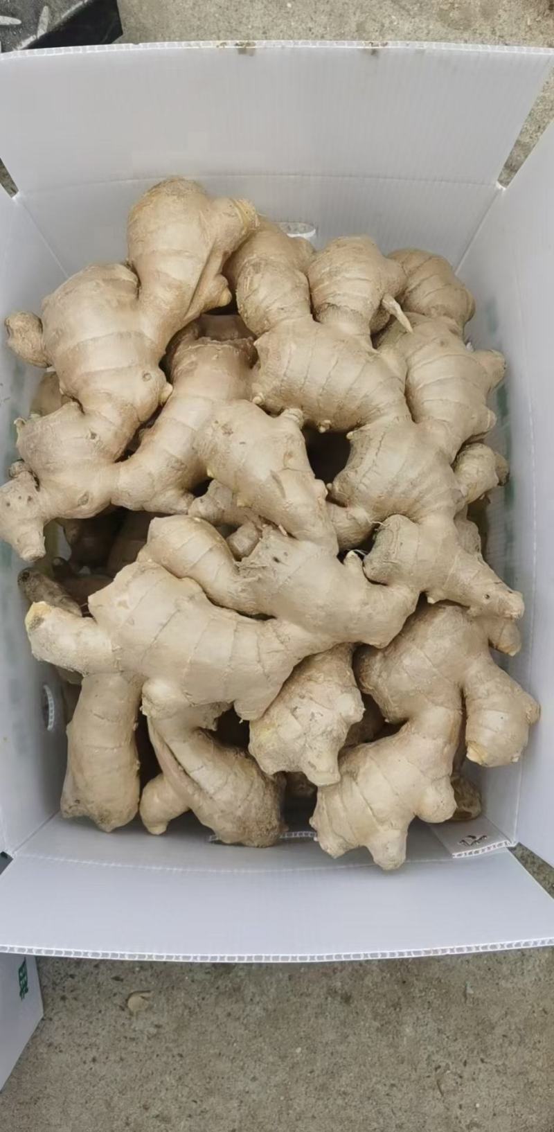 带土大黄姜，水洗大黄姜大量供应中，支持电商商超社区团购