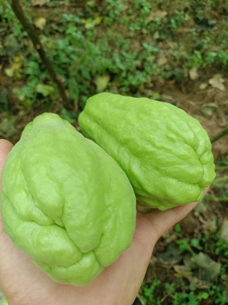 优质扶手瓜出售，产地直发，现摘现发！产品质量有保证。
