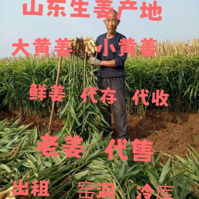 红芽鲜姜大黄姜小黄姜产地货源代收代售量大从优