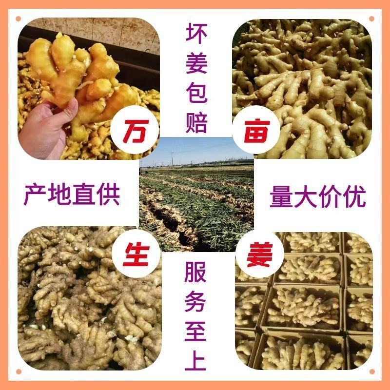 红芽鲜姜大黄姜小黄姜产地货源代收代售量大从优