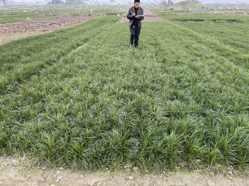 麦冬苗矮麦冬产地欢迎各位老板前来选购