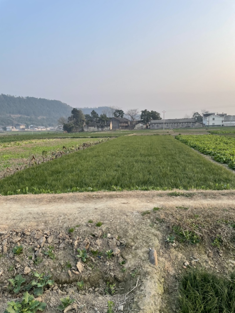 麦冬苗矮麦冬产地欢迎各位老板前来选购