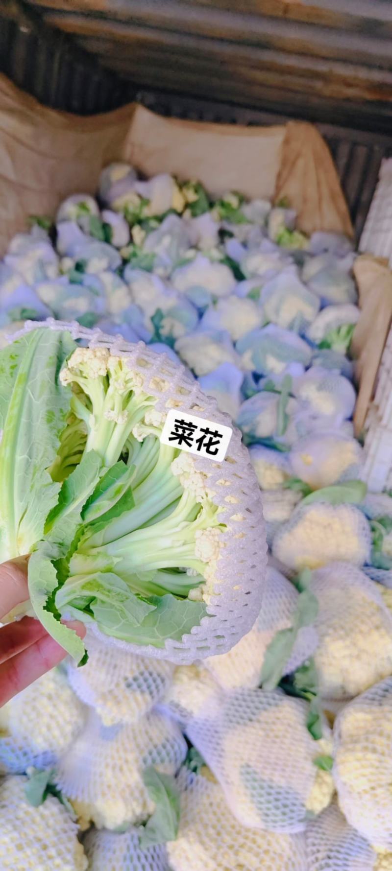 菜花松花菜白面青梗松花菜常年供应各地市场货电商货