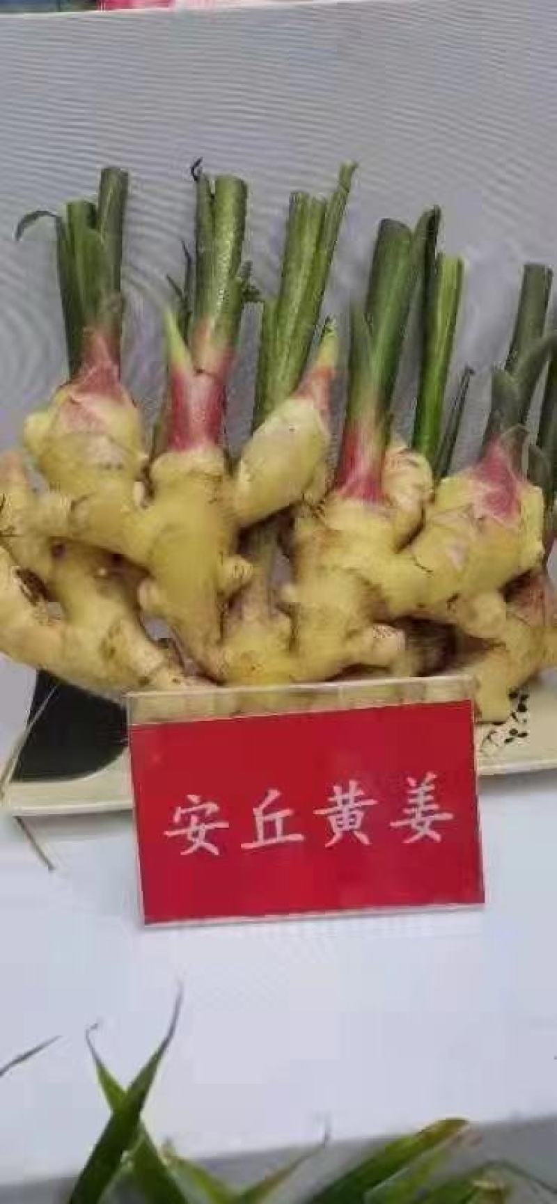 红芽鲜姜大黄姜小黄姜产地货源代收代售量大从优