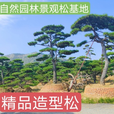 造型黑松—造型油松，地景松，庭园松，迎客松平顶松批发基地