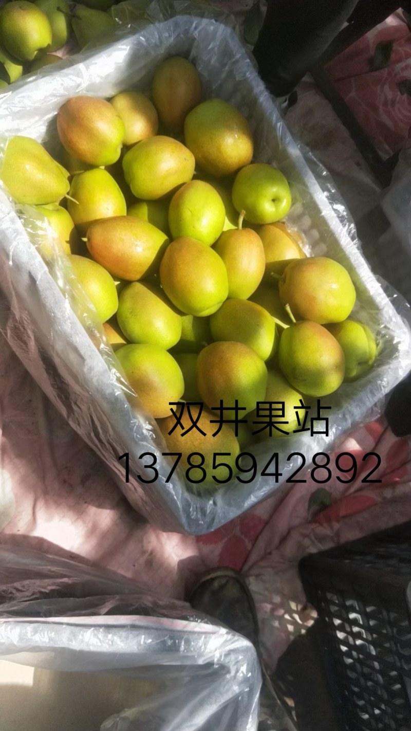 河北深州玉露香梨以汁液味浓，λ口无渣为特色深受消费者喜爱