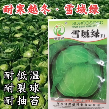 耐寒越冬甘蓝种子雪域绿耐低温耐抽苔露地过冬反季节甘蓝