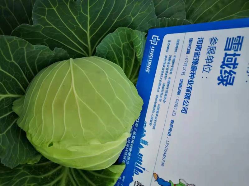 耐寒越冬甘蓝种子雪域绿耐低温耐抽苔露地过冬反季节甘蓝