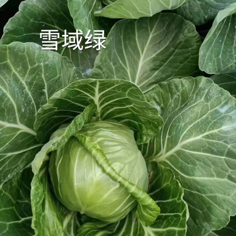 耐寒越冬甘蓝种子雪域绿耐低温耐抽苔露地过冬反季节甘蓝
