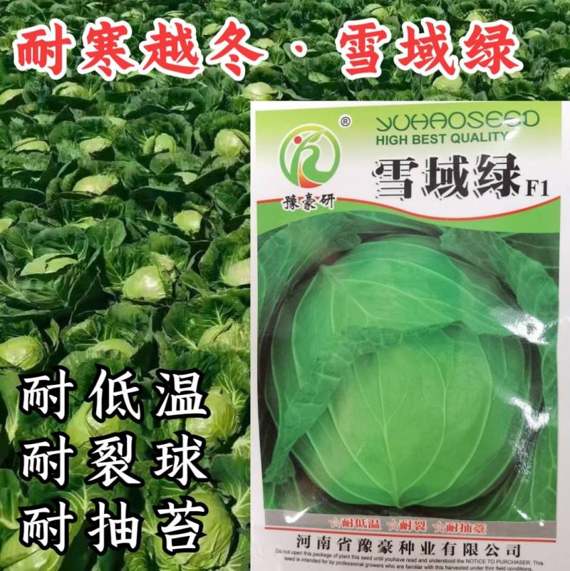 耐寒越冬甘蓝种子雪域绿耐低温耐抽苔露地过冬反季节甘蓝