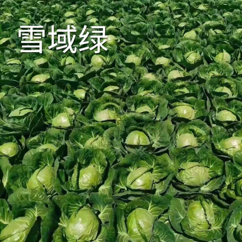 耐寒越冬甘蓝种子雪域绿耐低温耐抽苔露地过冬反季节甘蓝