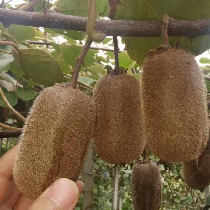 绿心猕猴桃，味道甜美，果肉细腻，甜得如初恋，富含各种维生