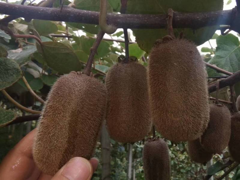 绿心猕猴桃，味道甜美，果肉细腻，甜得如初恋，富含各种维生