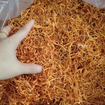 虫草花-切根虫草花，无硫虫草花一手货源货量充足批发供应