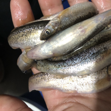 柳根鱼冷水河鱼