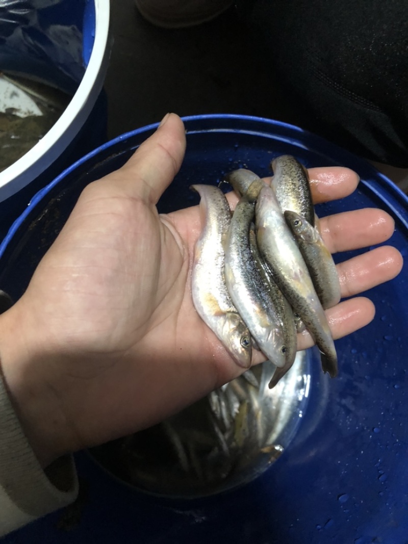 柳根鱼冷水河鱼