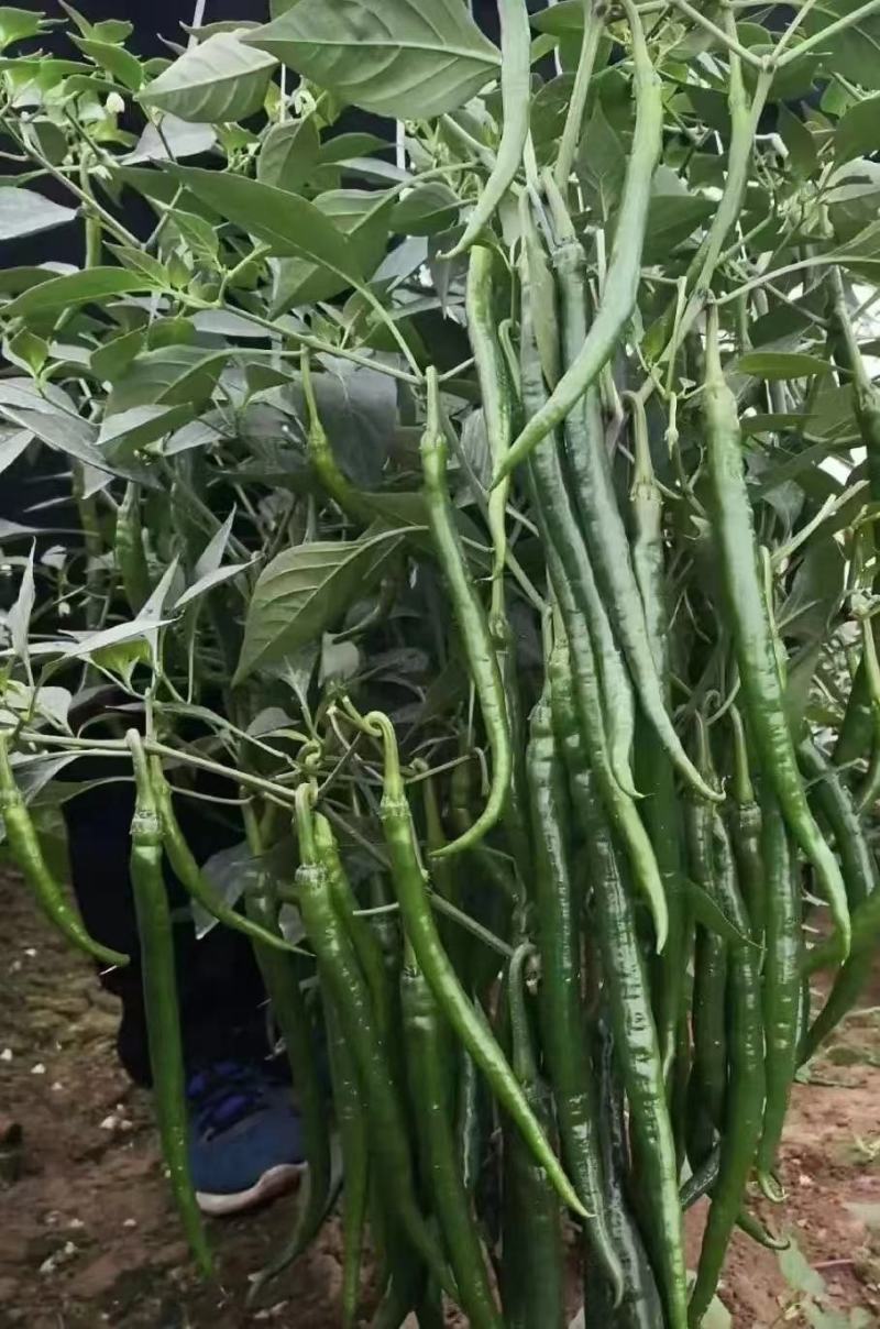 精品线椒大量上市