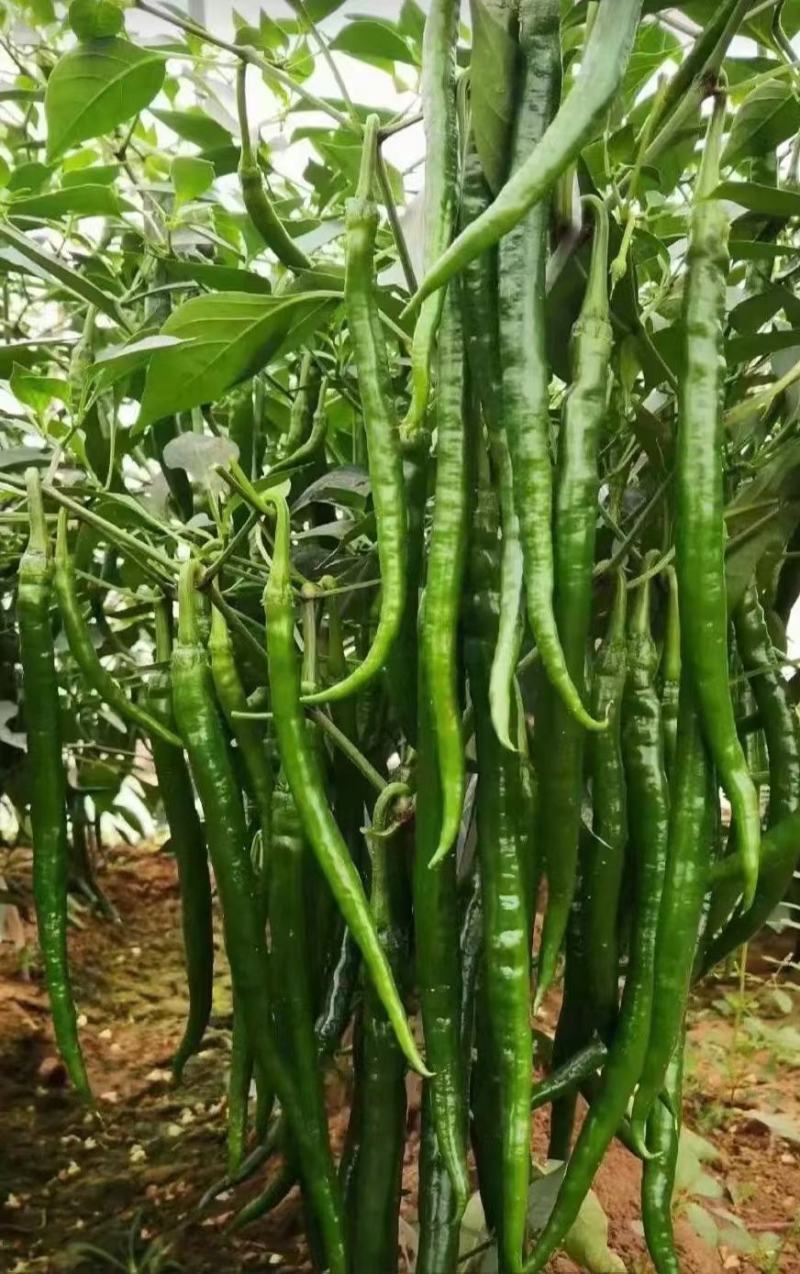 精品线椒大量上市