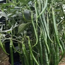 精品线椒大量上市