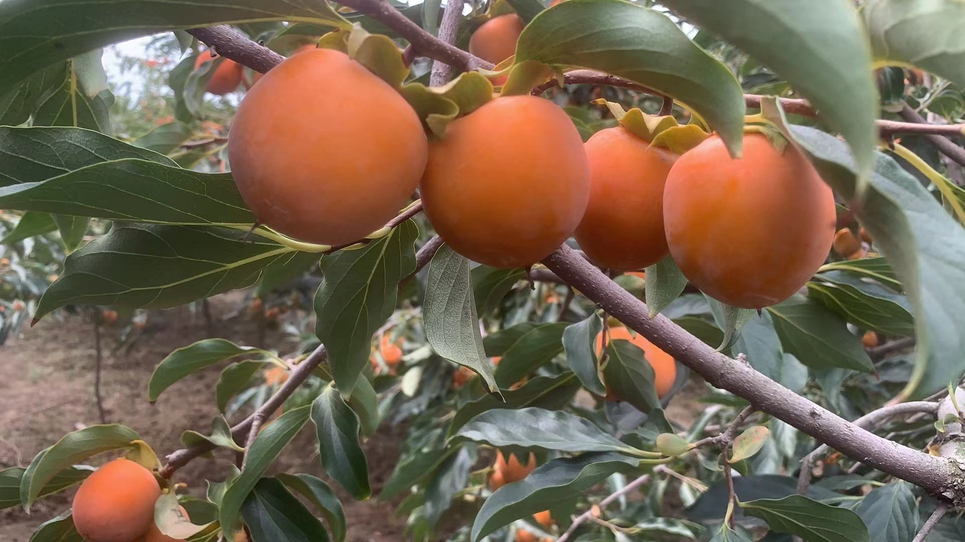 成熟的柿子挂在枝头