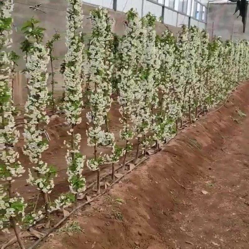 3年生大樱桃树苗花芽饱满当年坐果，美植袋带原土成活率高