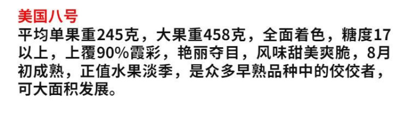 美国八号美八苹果苗嫁接苗包成活包结果支持技术指导可签合同