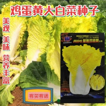 鸡蛋黄白菜种子农田菜园高产蔬菜春秋四季耐湿耐热黄心白菜种