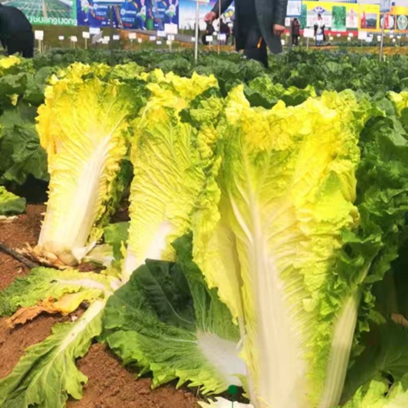 鸡蛋黄白菜种子农田菜园高产蔬菜春秋四季耐湿耐热黄心白菜种