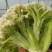 有机菜花青梗散花松花菜白花菜大量价格便宜可供商超电商平台