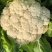 有机菜花青梗散花松花菜白花菜大量价格便宜可供商超电商平台