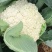 有机菜花青梗散花松花菜白花菜大量价格便宜可供商超电商平台