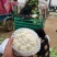 有机菜花青梗散花松花菜白花菜大量价格便宜可供商超电商平台