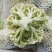 有机菜花青梗散花松花菜白花菜大量价格便宜可供商超电商平台