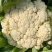 有机菜花青梗散花松花菜白花菜大量价格便宜可供商超电商平台