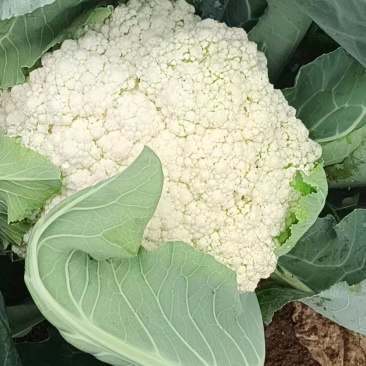 有机菜花青梗散花松花菜白花菜大量价格便宜可供商超电商平台