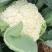 有机菜花青梗散花松花菜白花菜大量价格便宜可供商超电商平台