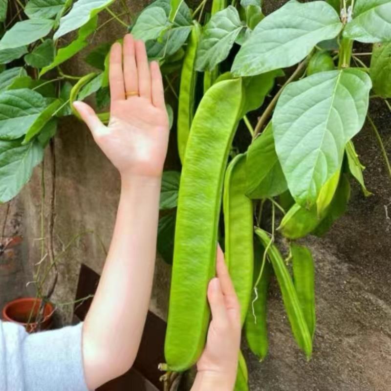 大刀豆种子春秋均可播种四季豆种子农家庭院栽培