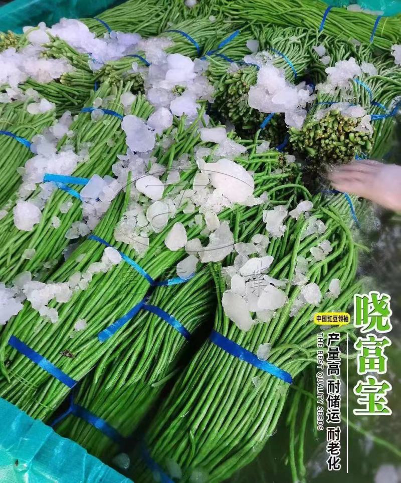 晓富宝豇豆种子长豆角种子白豇豆条荚嫩绿农户大田种植