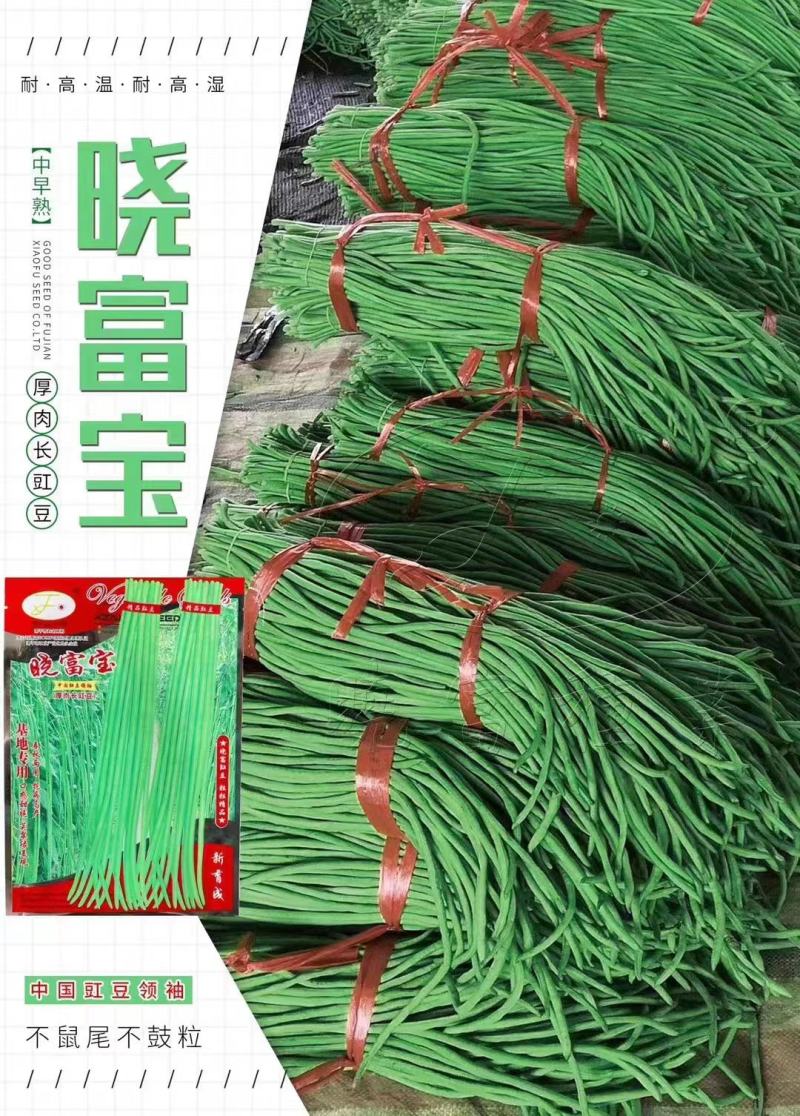 晓富宝豇豆种子长豆角种子白豇豆条荚嫩绿农户大田种植