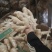 《精选》山东大黄姜种植基地产地常年供应货源充足