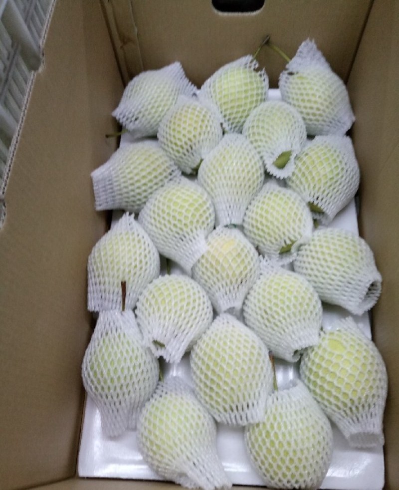 【实力商家】乾县长把梨大量上市，量地量大，欢迎大采购
