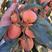 【有好货】柿子河南灵宝吊红胭脂红新鲜水果应季水果大量供应