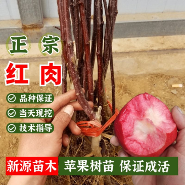 红肉苹果苗嫁接苗包成活包结果支持技术指导可签合同