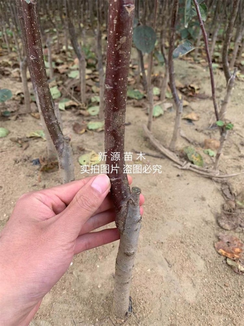 红肉苹果苗嫁接苗包成活包结果支持技术指导可签合同