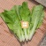 白帮小白菜种子四季播青菜种籽快菜籽农家庭院阳台盆栽蔬菜种